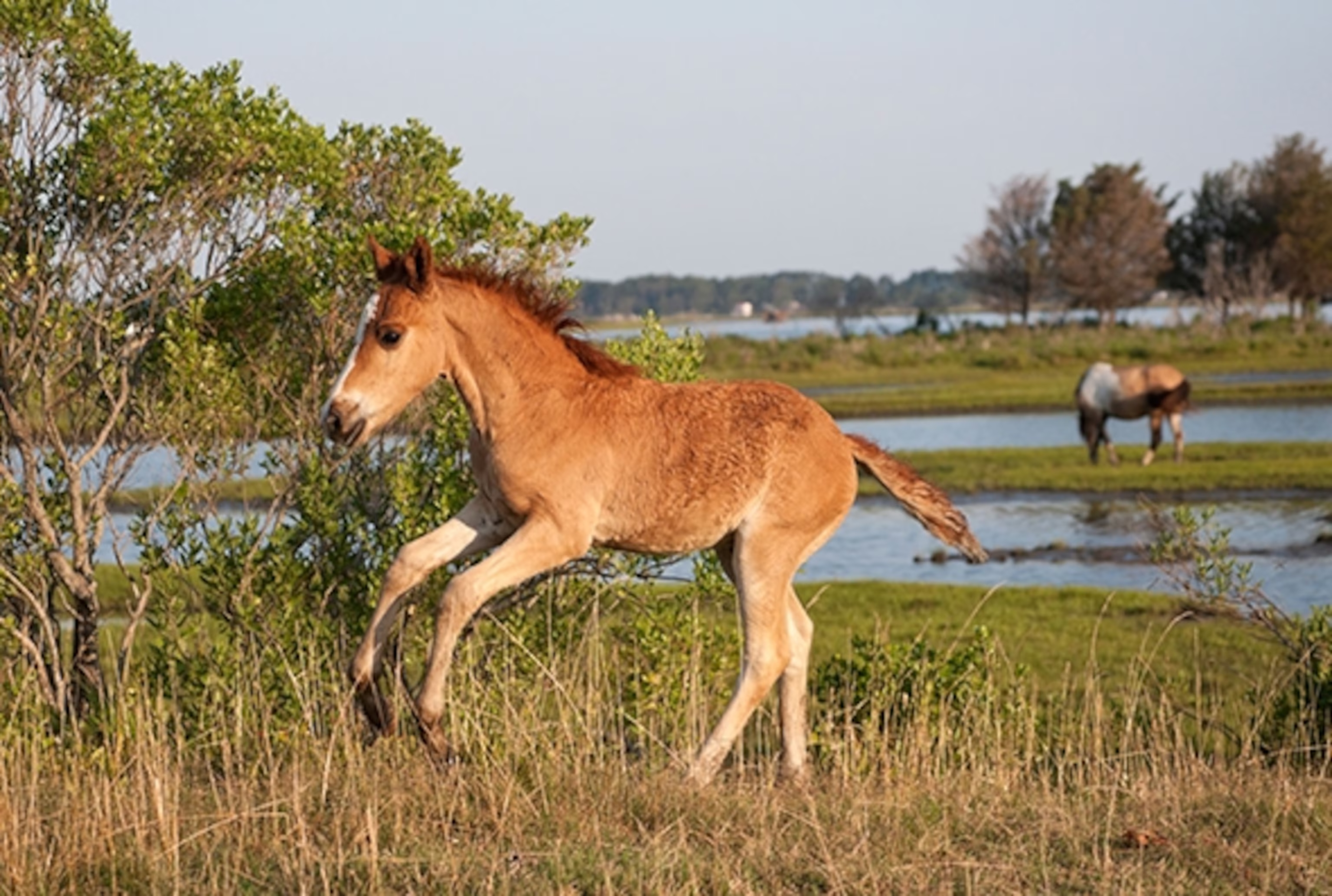 About Hearts 4 Paws About Hearts 4 Paws